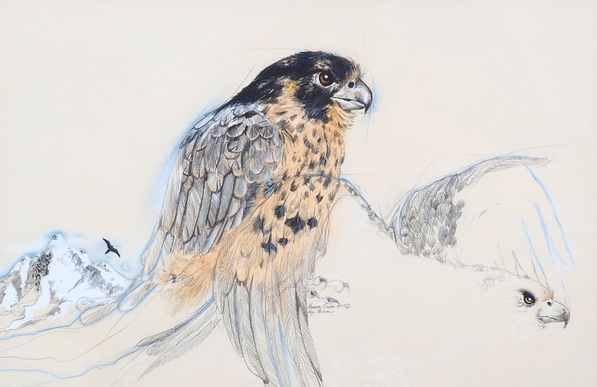 Gyr Falcon by Geneva  Eads  Image: Photo courtesy of Steve Yates.