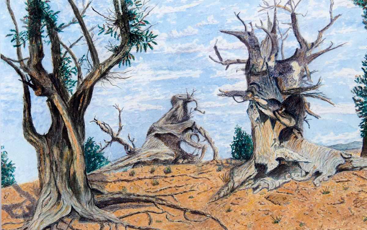 Untitled Bristlecone at Cedar Breaks by Unknown Homer, Image 2.