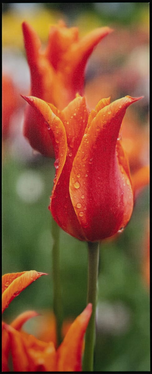 April Showers Bring May Flowers by Betsy Anderson  Image: 3rd Place - Amateur Category