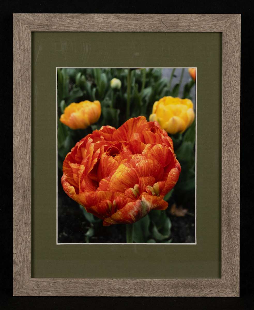 Tulips after Rain by Robert Barnwell, Image 6.