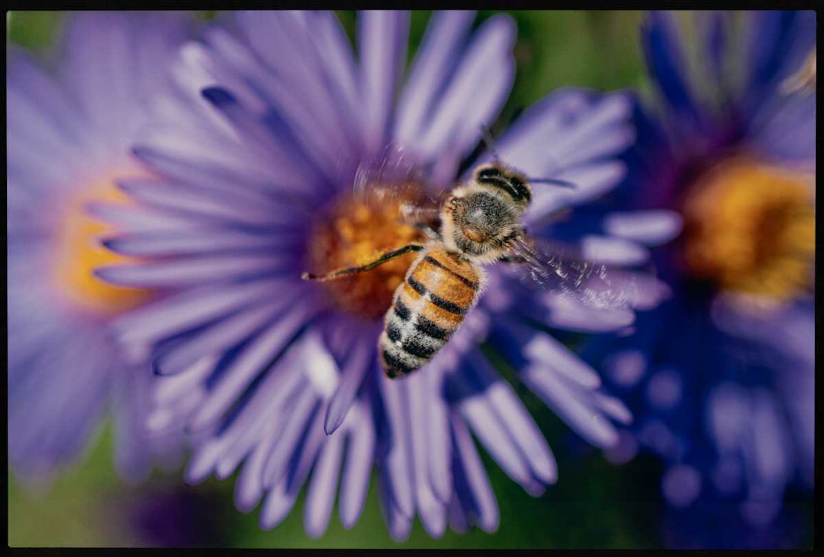 A Pollinator's Work by Justin Brown  Image: Honorable Mention - Professional
