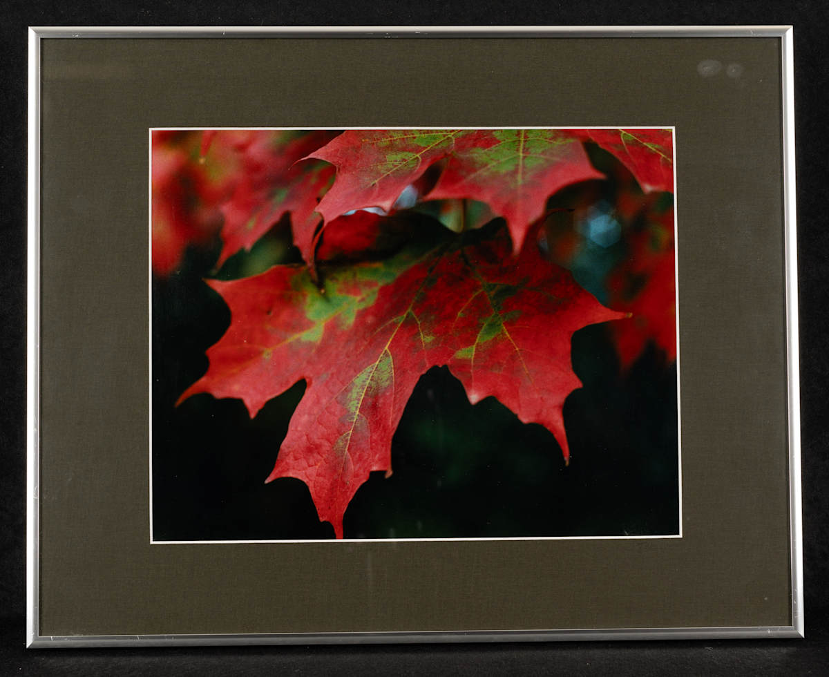 Autumn Magic by Teresa Callies 