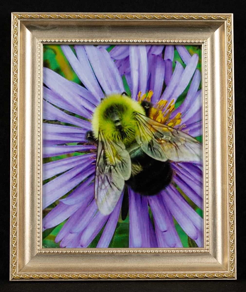 Let Me Bee by Amy Campson 