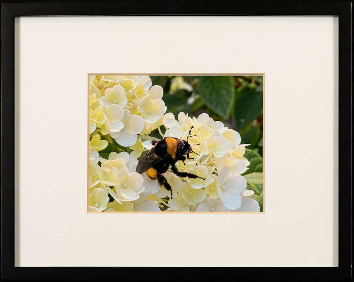Bee on Hydrangea by Janet Gray, Image 1.