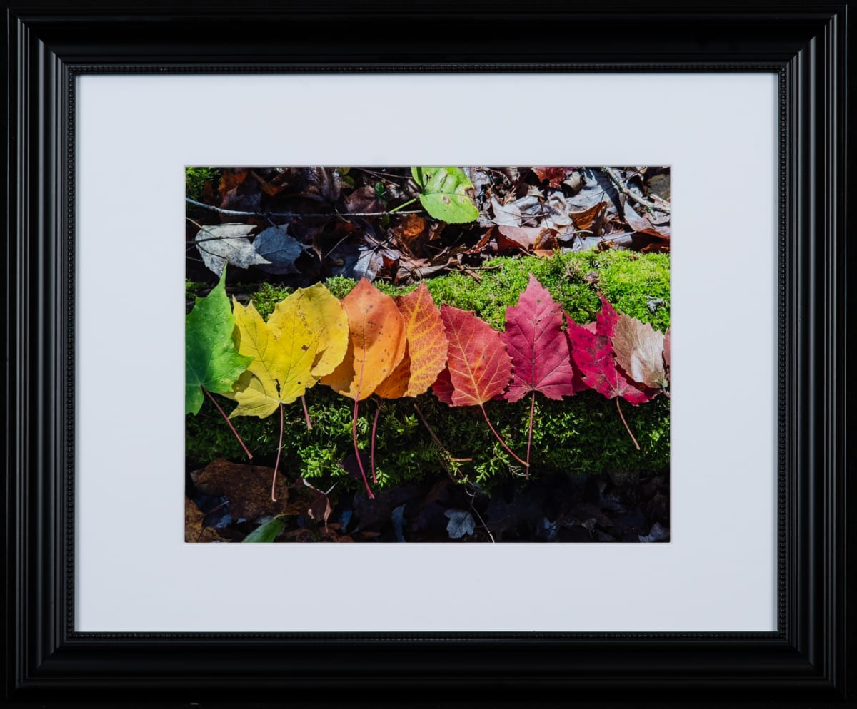 Leaves of a Season by Jeff Lea 