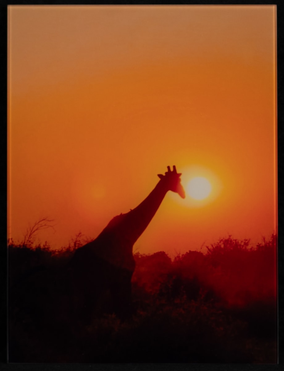 Sunset Giraffe by Diane Moeller 