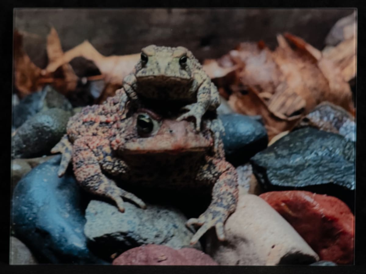 Toad Sitting On Toad by Diane Moeller 