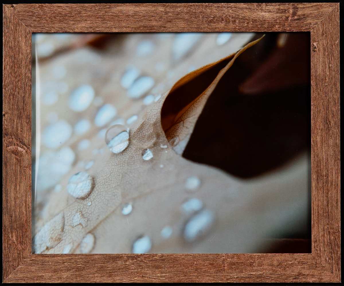 Maple Rain by Eva Ozmun, Image 2.