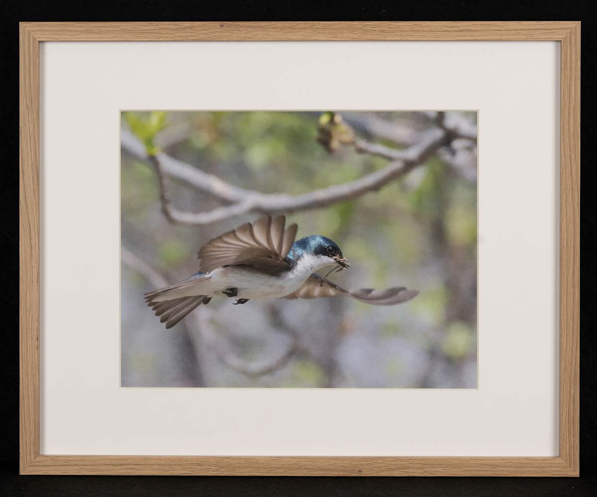 Tree Swallow by Vess Velikov, Image 19.