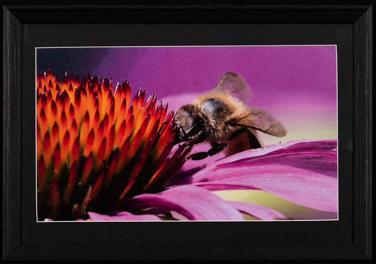 Bee by Vess Velikov, Image 2.