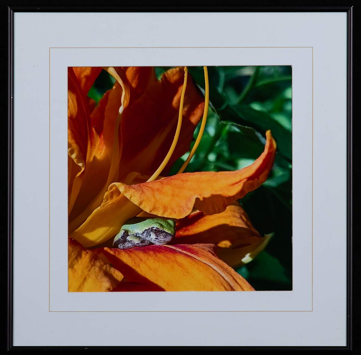 Lily Pad by Sandra Ward, Image 6.