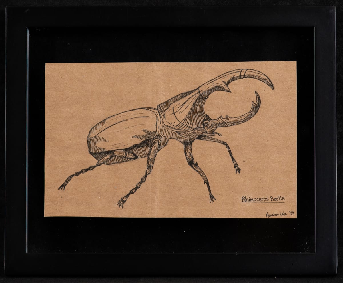 Rhinoceros Beetle by Amalia Leto  Image: 2nd Place - Teen Category