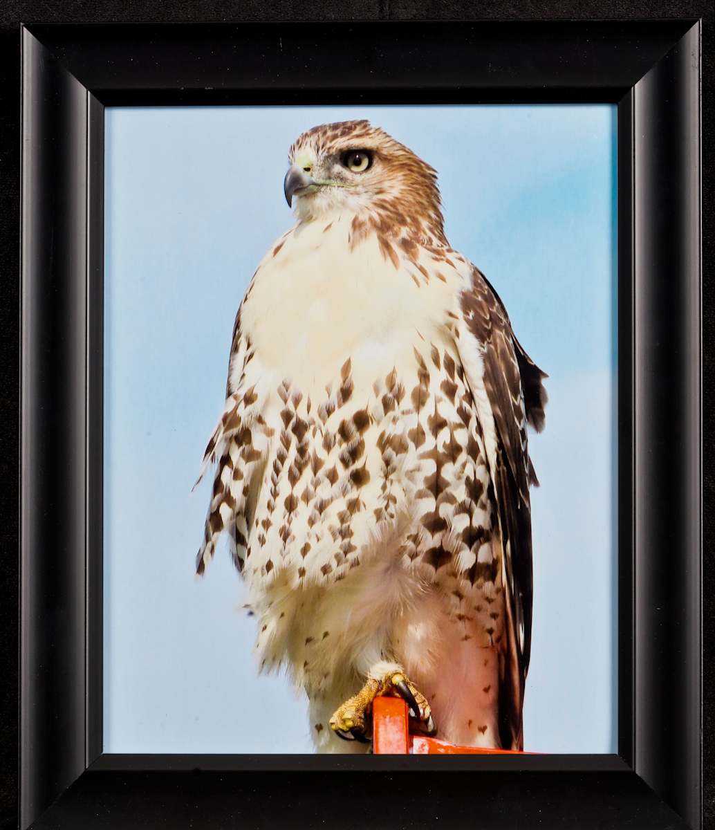 Redtail by Jeffrey Precup, Image 65.