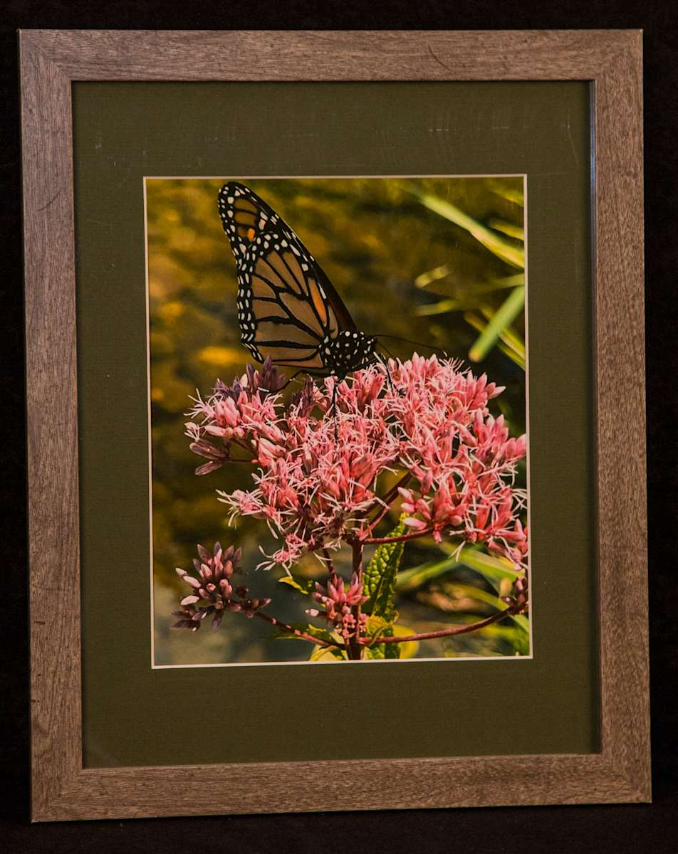 Springtime Butterfly by Robert Barnwell 