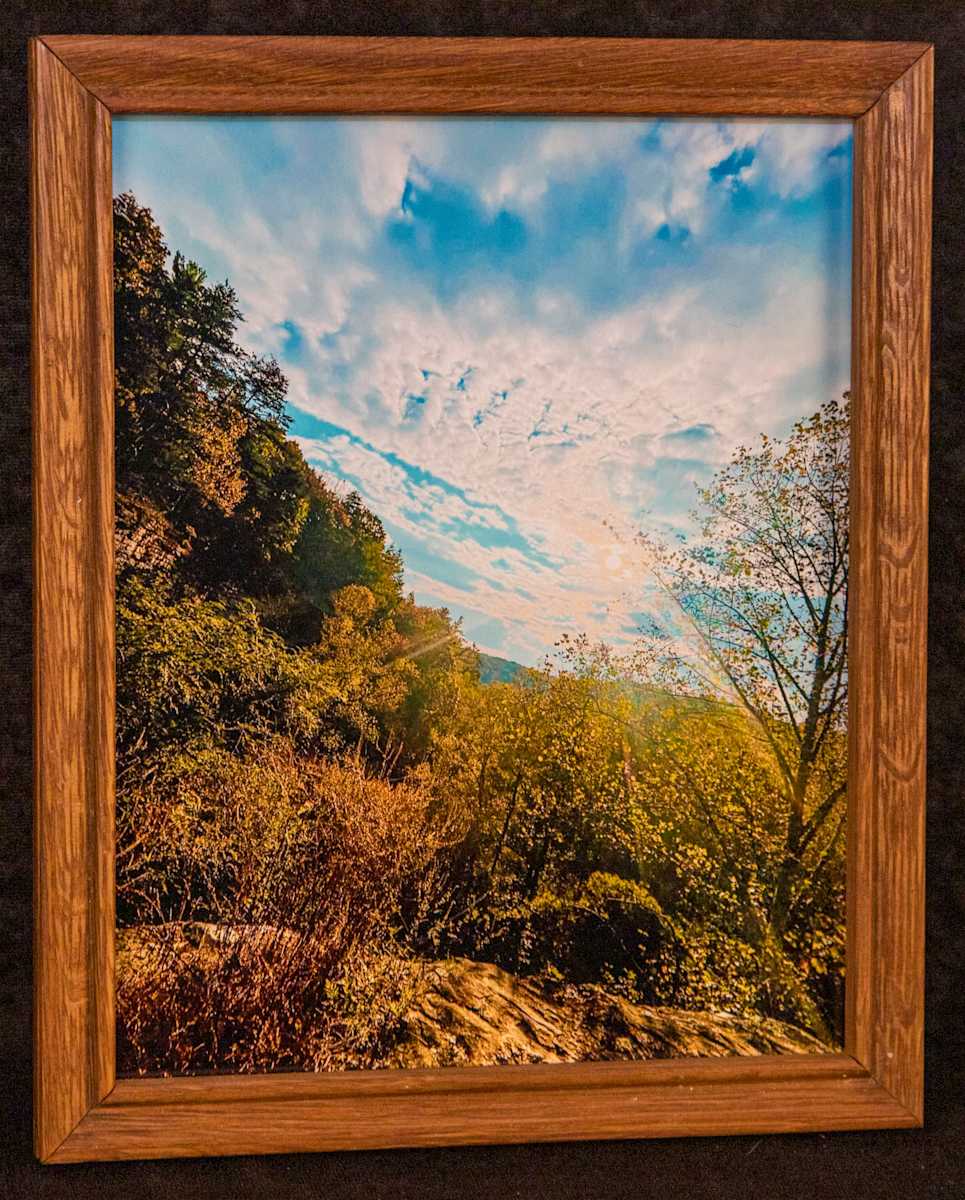 Trees and Sun by Evelyn Domino 