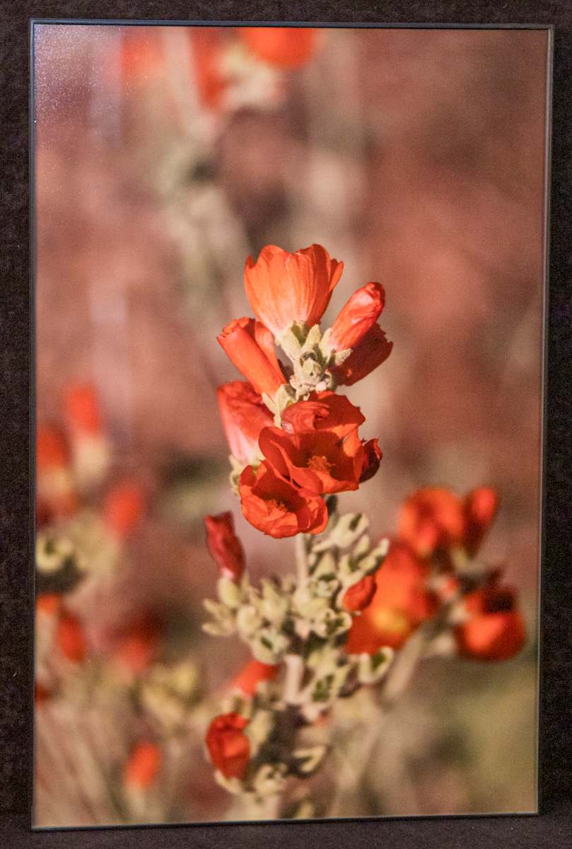 Desert Globemallow by Sara Ernst 