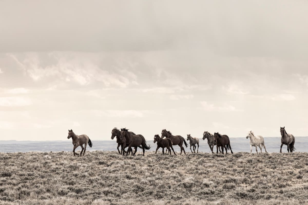 Vanishing Wild by Tori Gagne  Image: "Family on the Run," Stewart Creek Herd Management
Area, Wyoming. Artist: Tori Gagne