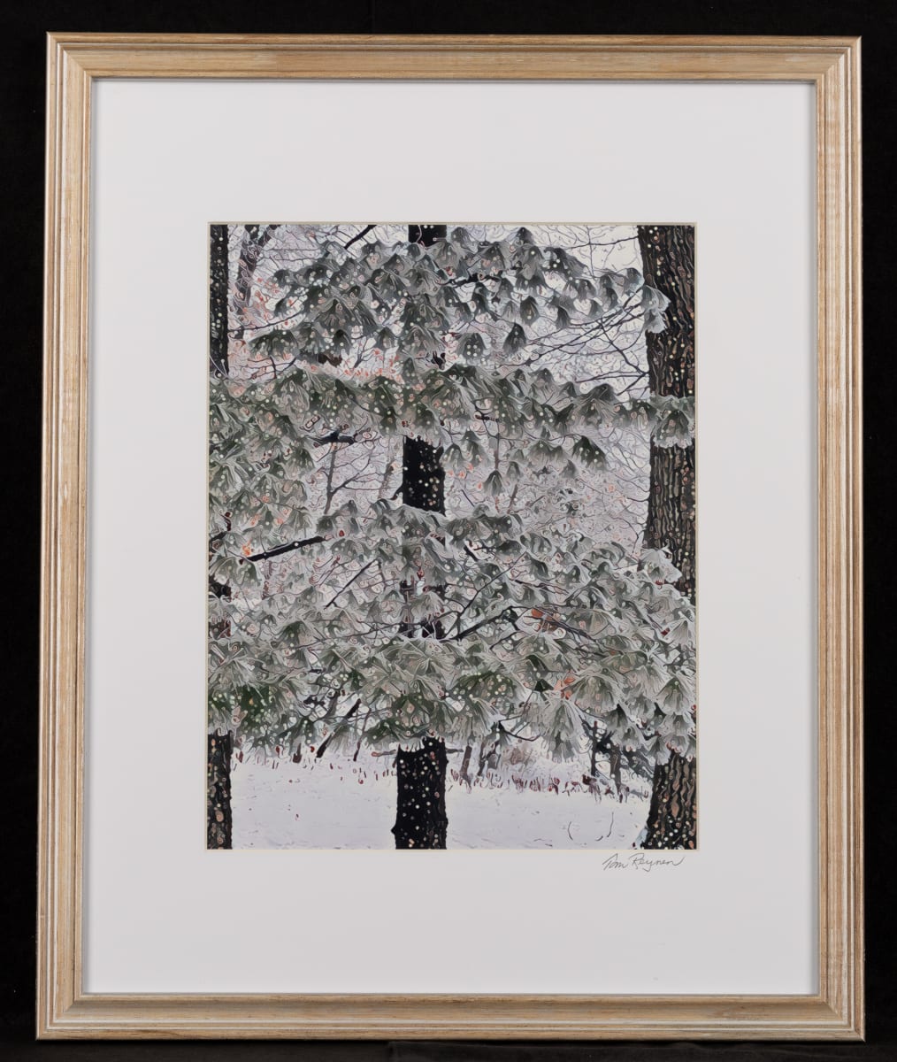 Snowy Pines by Tom Reynen 