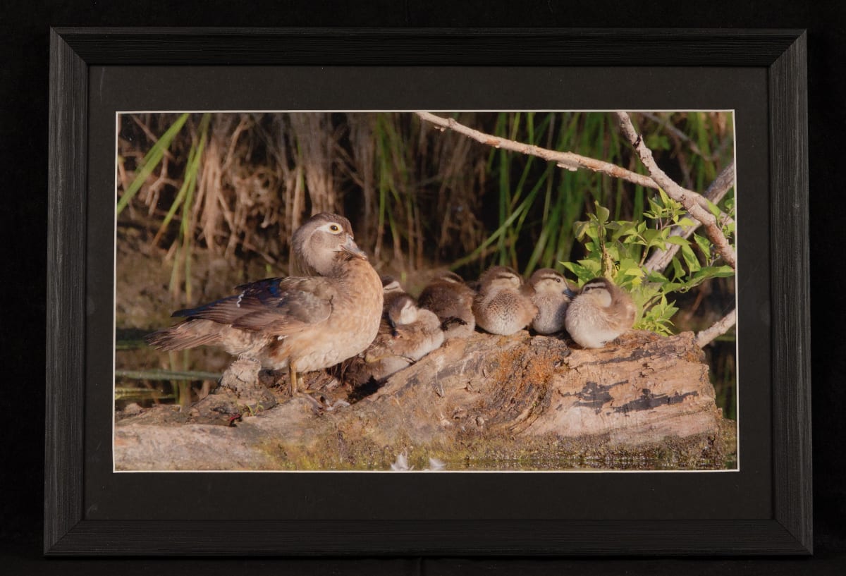 Wood Ducklings and Mother by Vess Velikov 