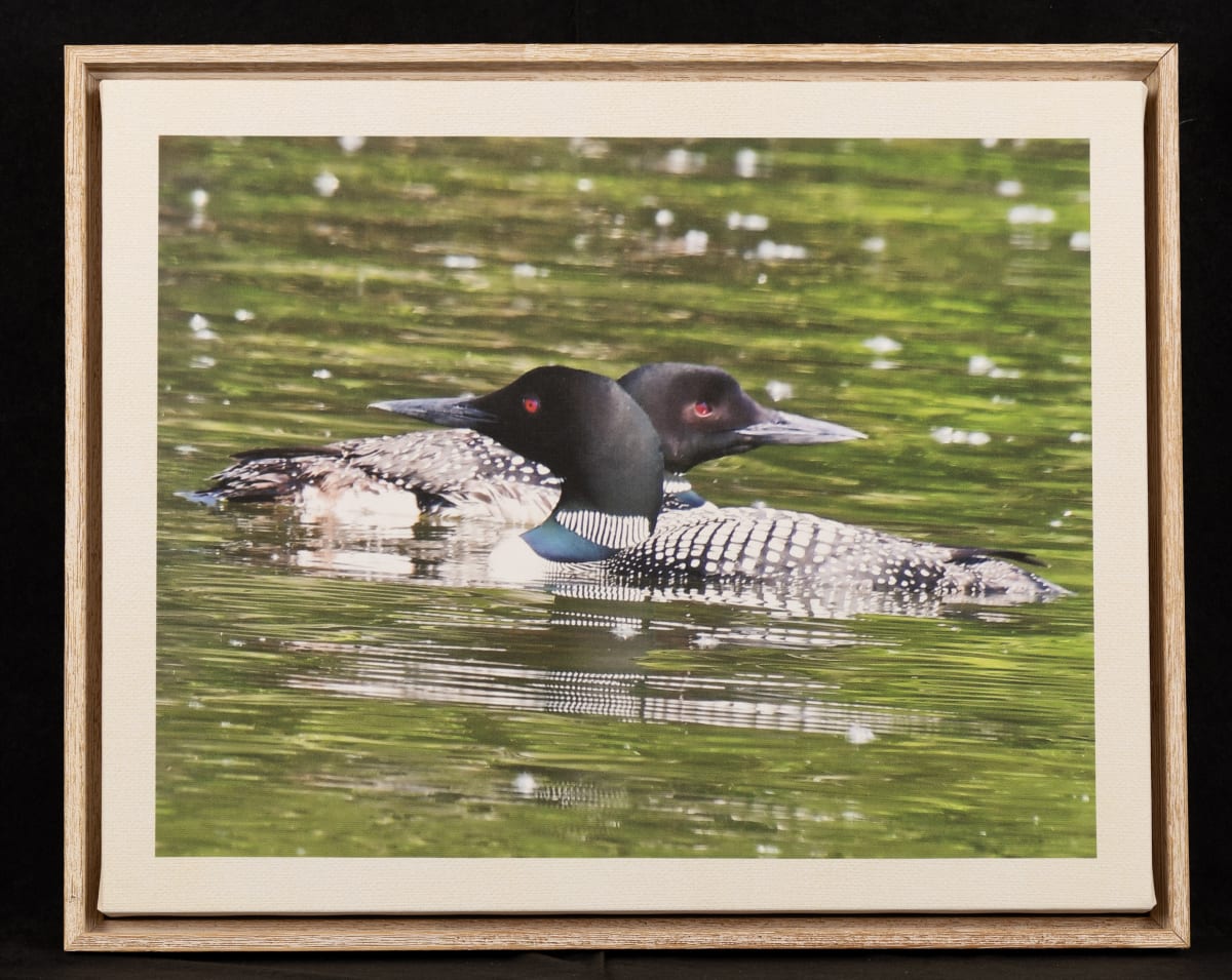 Loons by Carol Hanson 