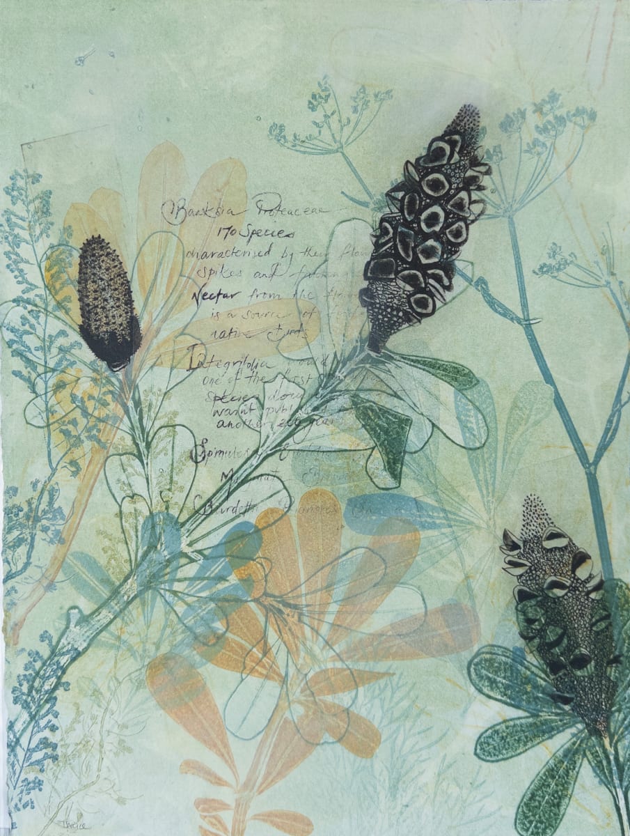Banksias in the Spring (with Text) by Trudy Rice 