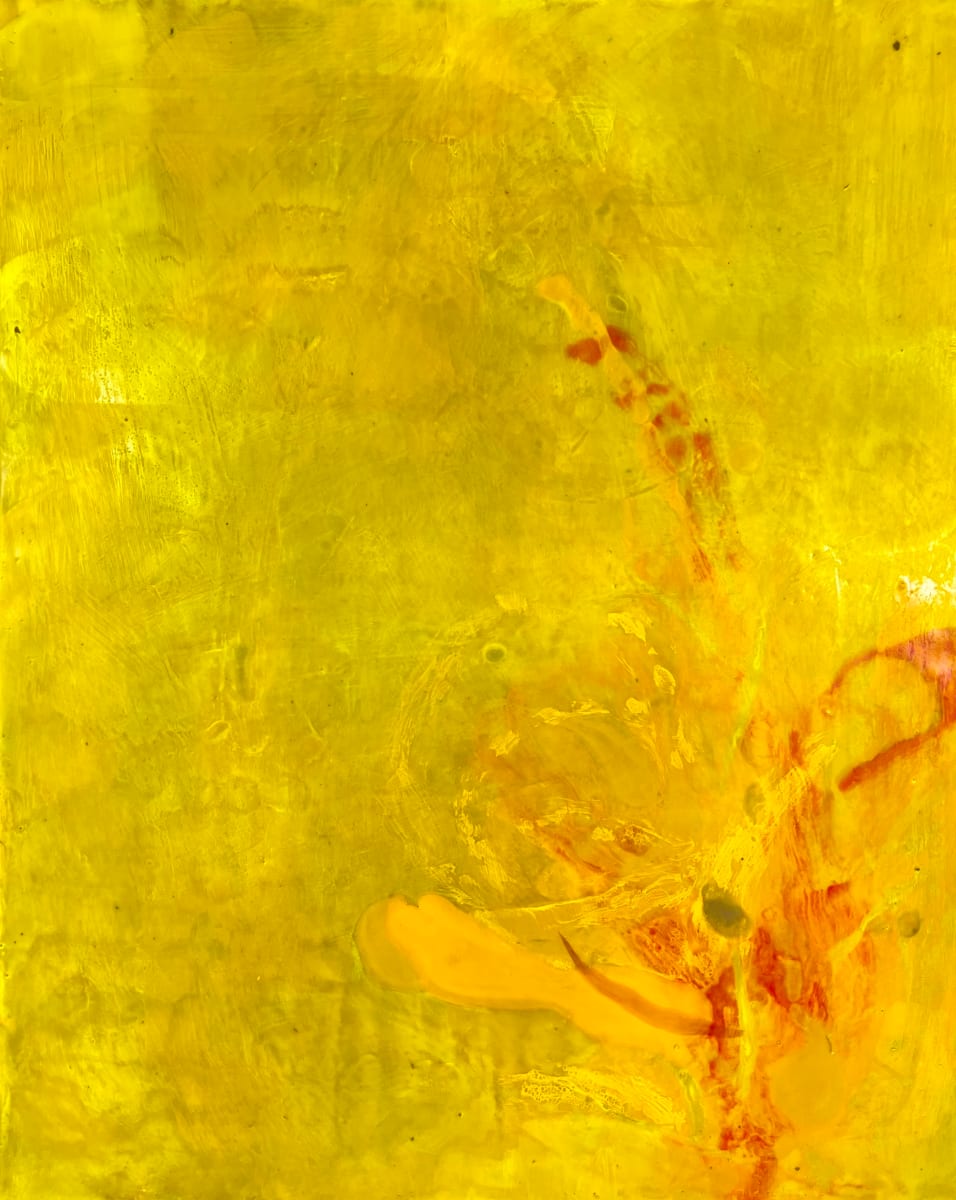 Color Study Gladiolus 