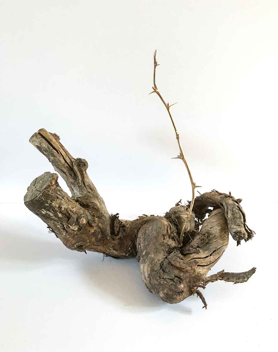 Fortuity (Studies in Self Healing XI) by Chantal Powell , Image 1.