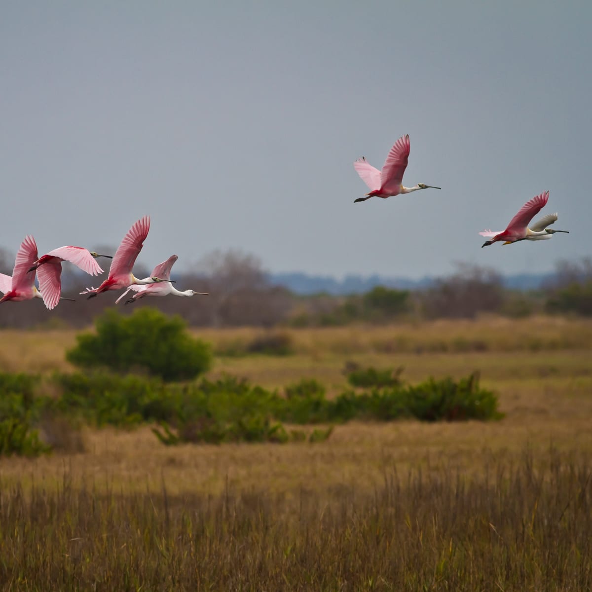 Roseate Spoonbills by Rene Griffith 