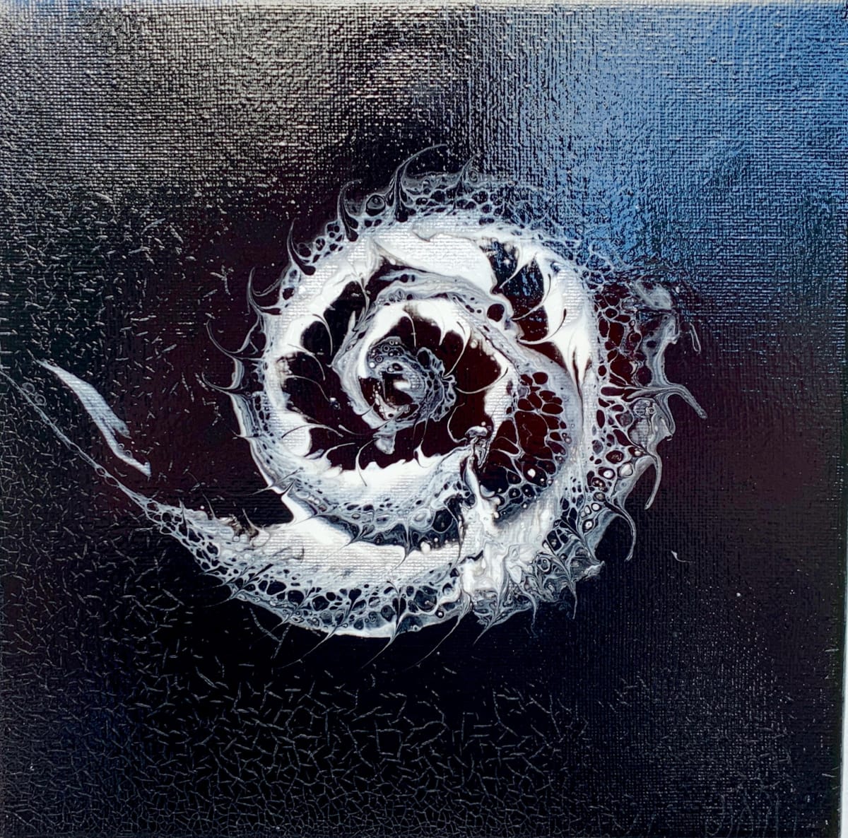 Xray of a Conch by Debbie Kappelhoff, Image 2.