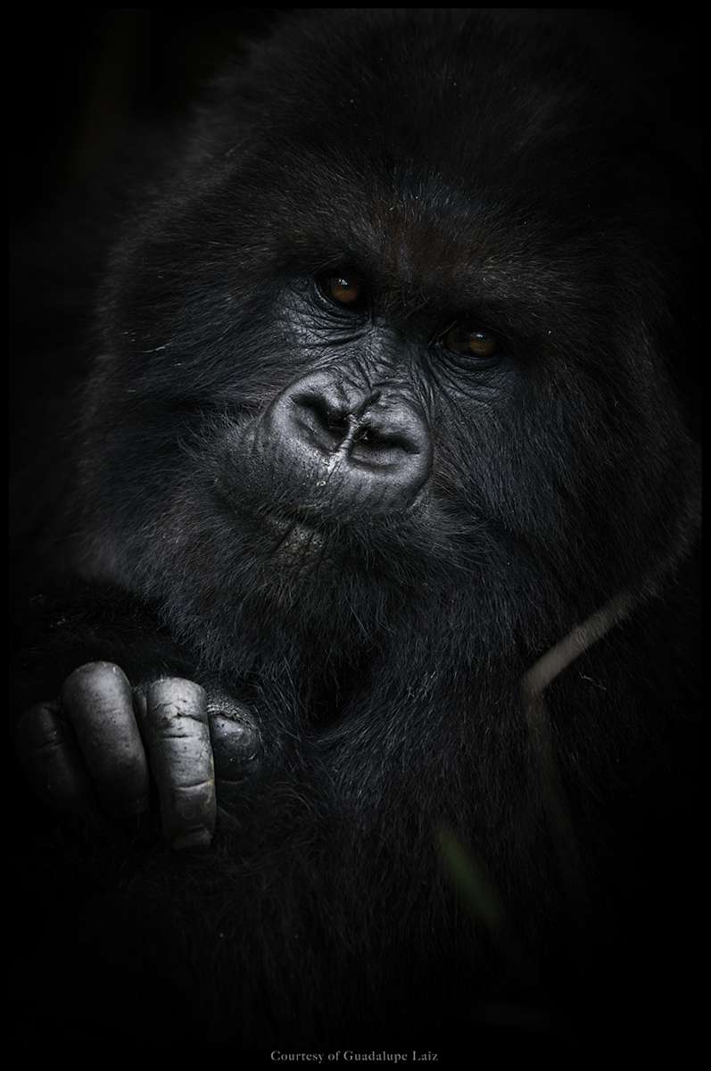 Jelemore 1/12 41X61" by Guadalupe Laiz | Gallery Space 