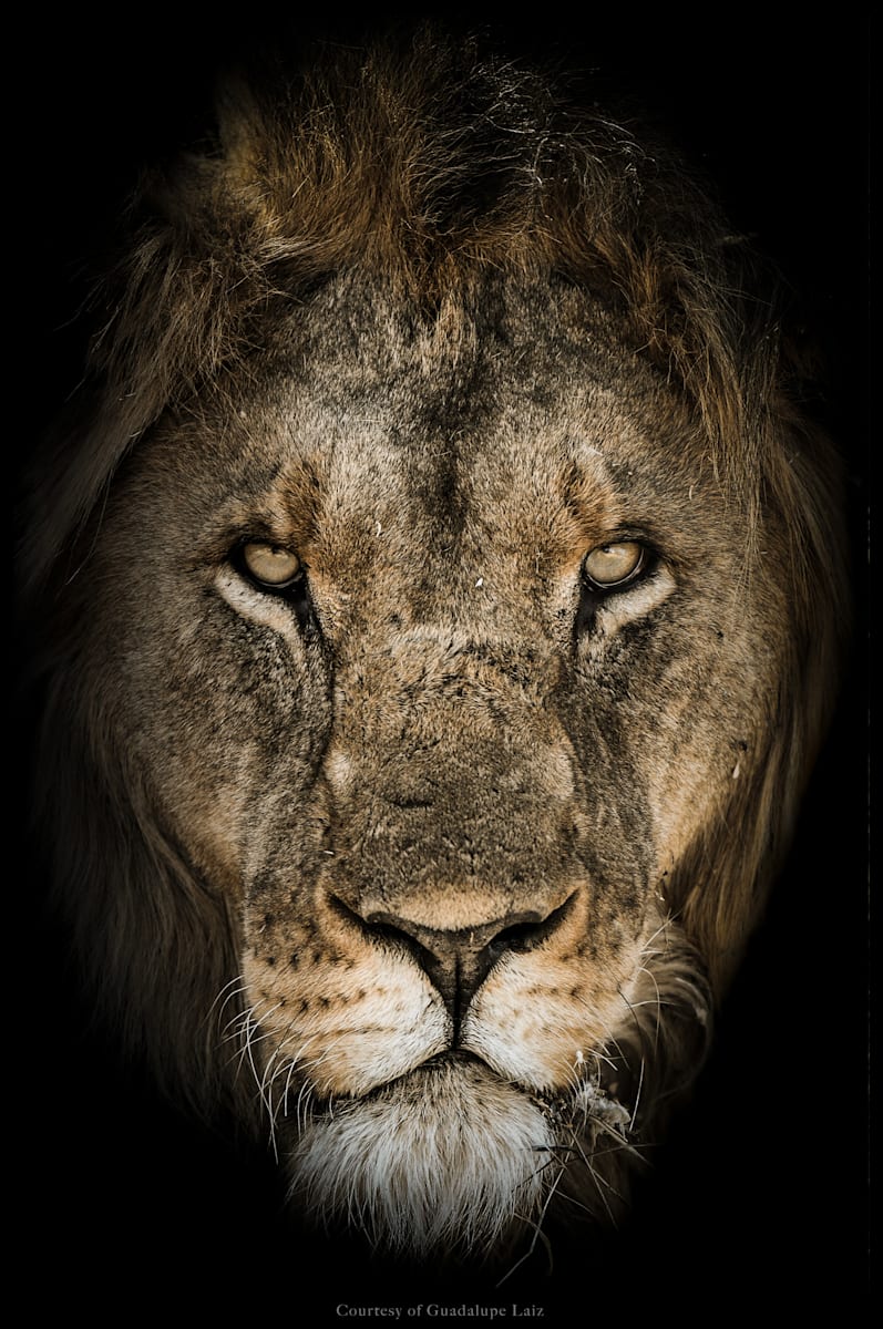 First Lion of Namibia (Etosha) Color 2/12 41X61" by Guadalupe Laiz | Gallery Space 