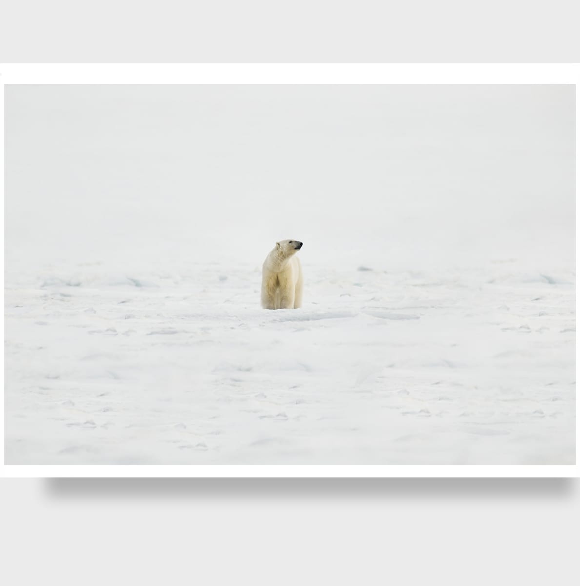 Inuit 1/12 40X60" by Guadalupe Laiz | Gallery Space 