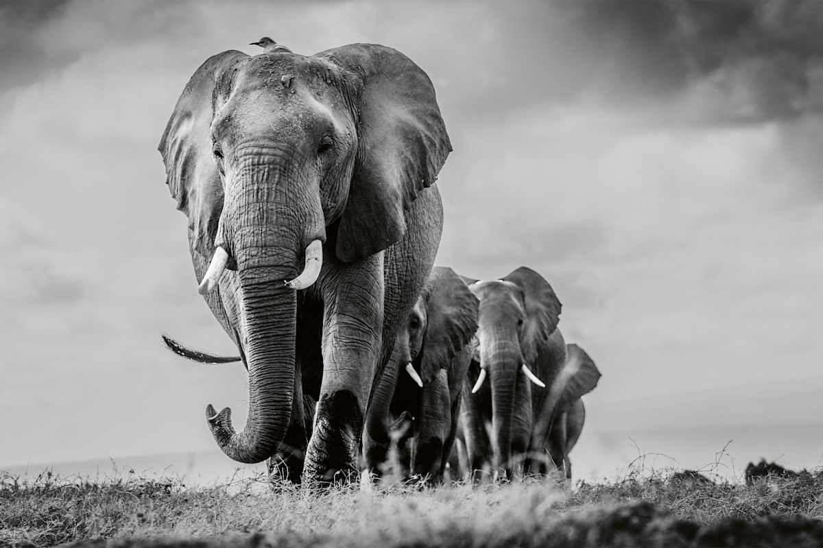 The Leading Bird 1/12 40X55" by Guadalupe Laiz | Gallery Space 