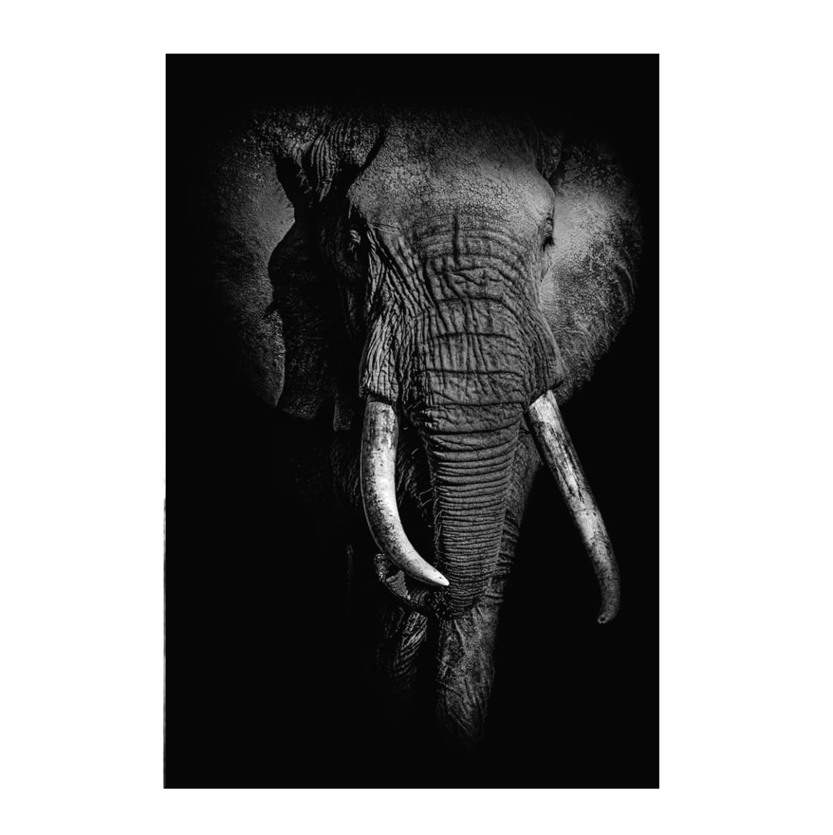 Isolation III 2/12 60X40" by Guadalupe Laiz | Gallery Space 