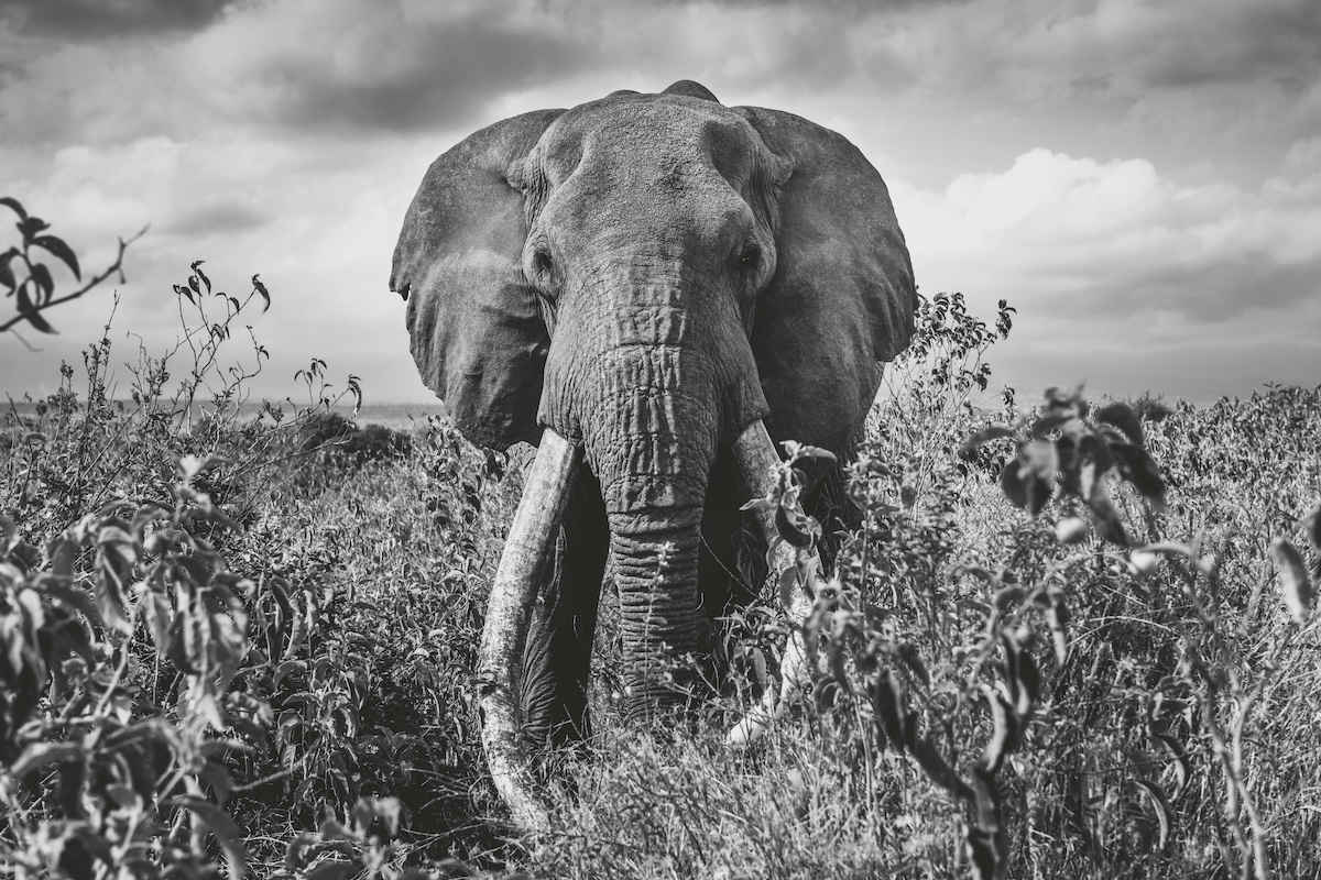 Big Craig 2/12 60X88" by Guadalupe Laiz | Gallery Space 