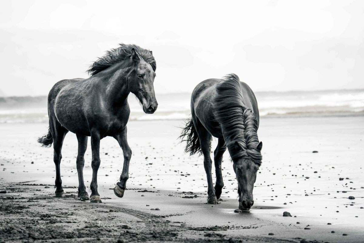 Black Beach 2/12 64X96" by Guadalupe Laiz | Gallery Space 
