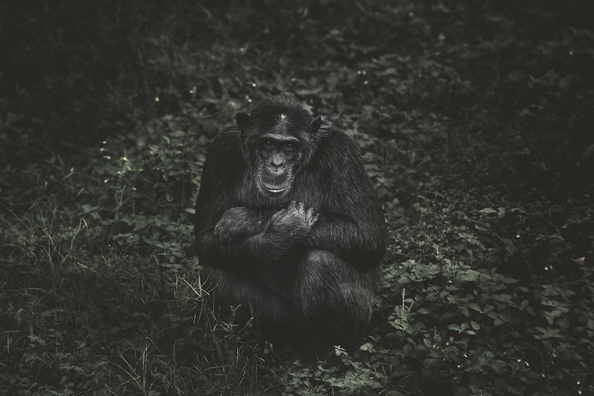 Chimp II by Guadalupe Laiz | Gallery Space, Image 1.