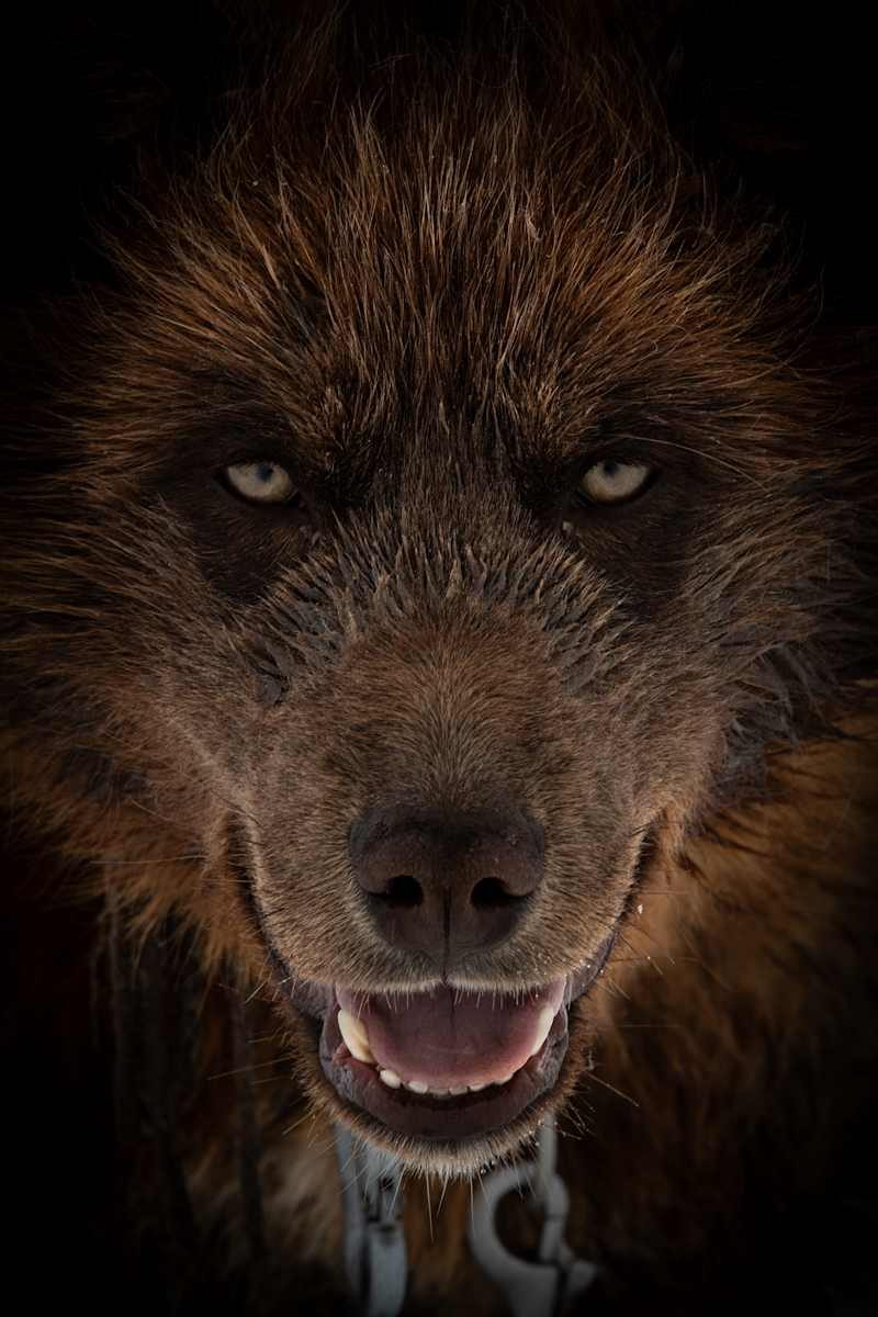 Echoes of the Pack by Guadalupe Laiz | Gallery Space 