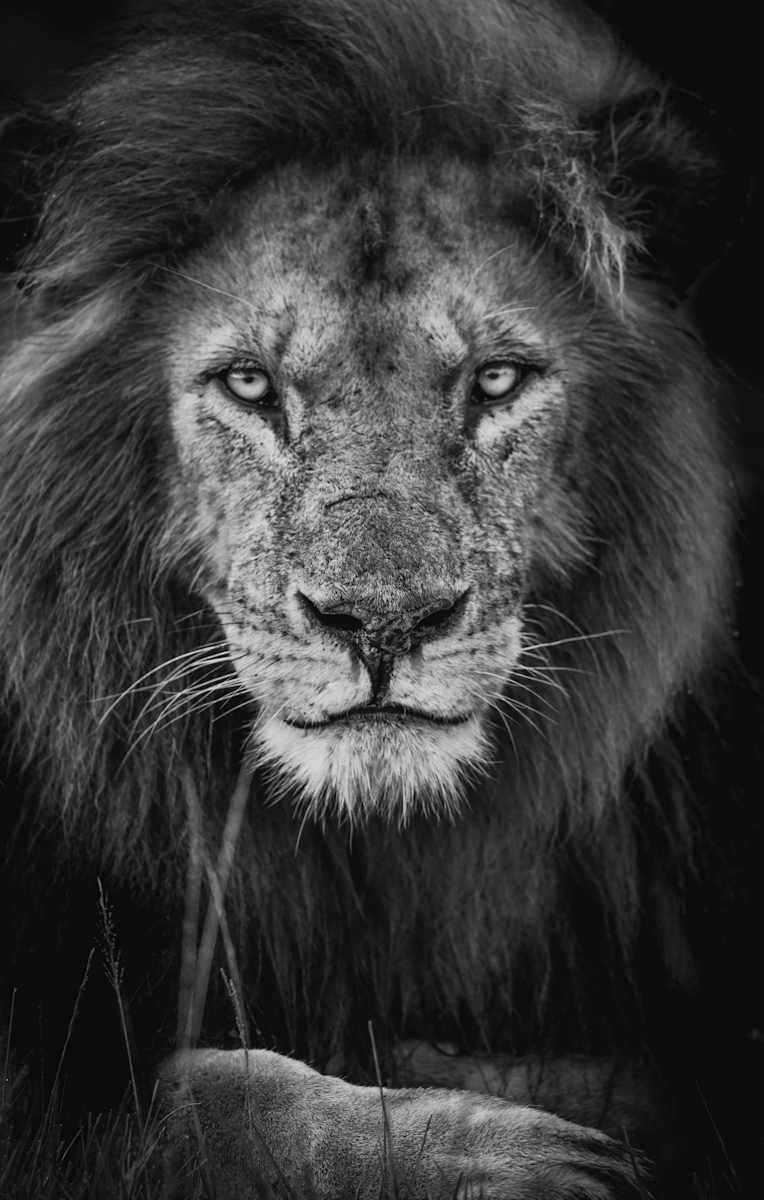 Djon 3/20 88X60" by Guadalupe Laiz | Gallery Space 