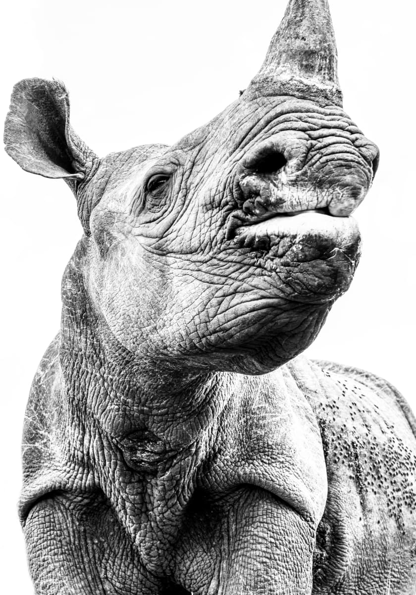 Kidu 1/20 50X35" print only by Guadalupe Laiz | Gallery Space 