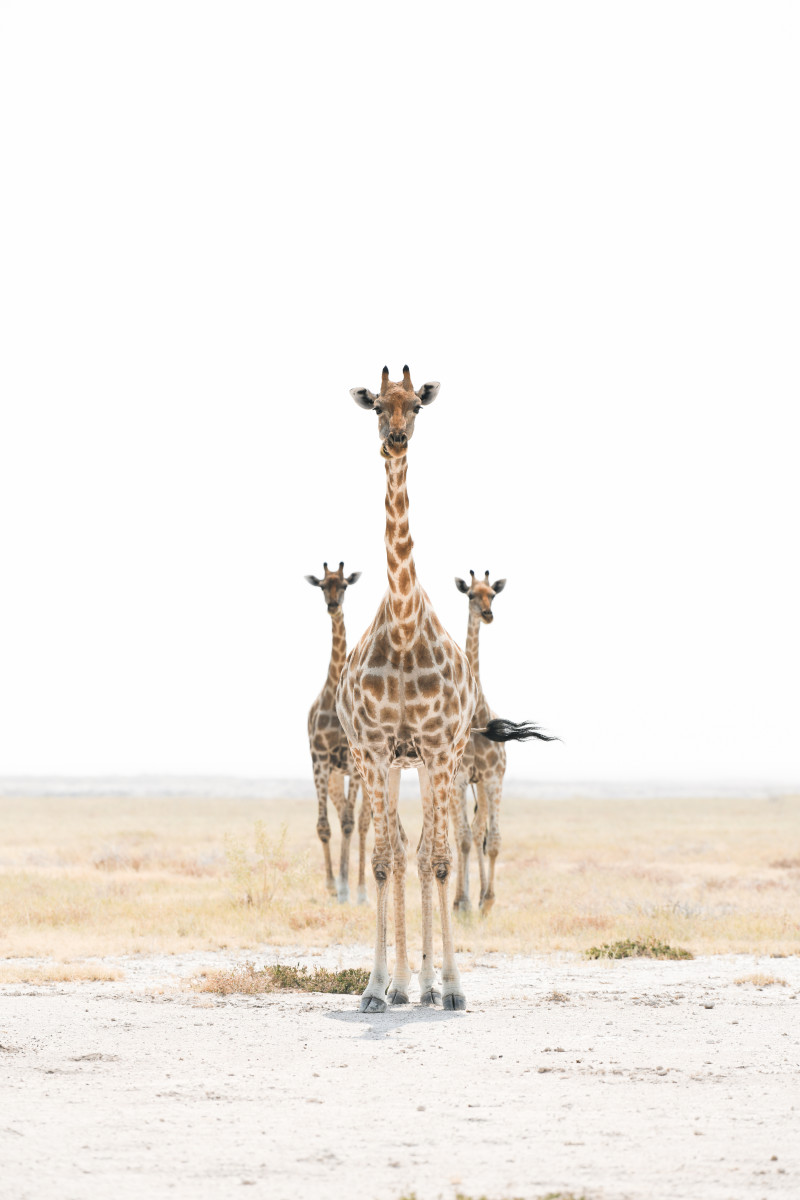 Family in Etosha 10/20 by Guadalupe Laiz | Gallery Space 