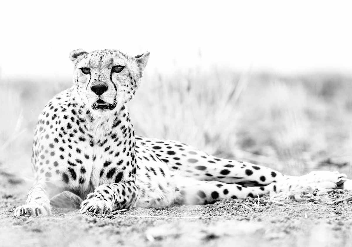 For the Chitas 2/20 40X60" by Guadalupe Laiz | Gallery Space 