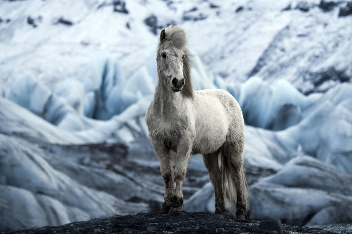 Glacier Horse II 1/12 by Guadalupe Laiz | Gallery Space 