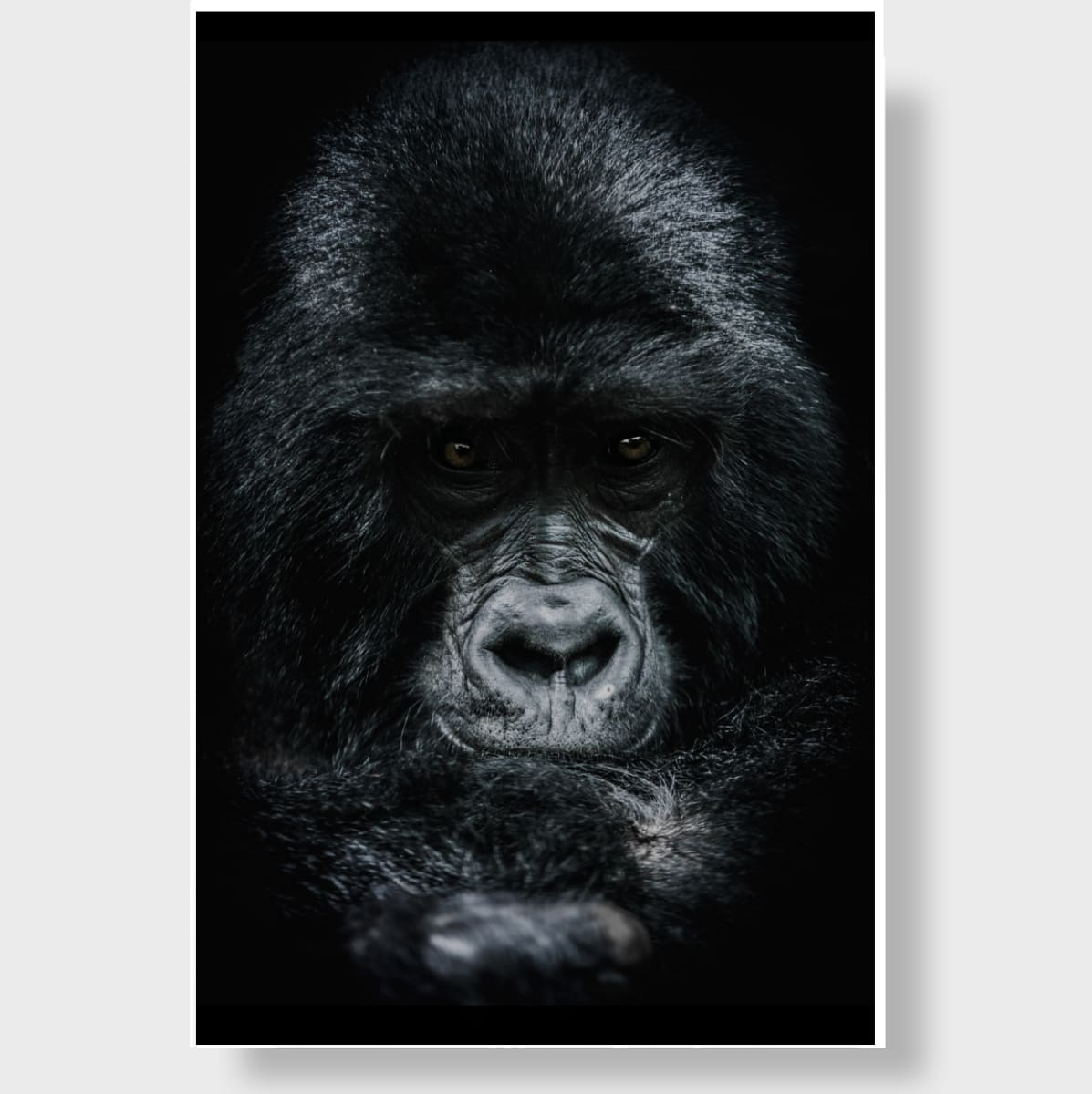 For the Gorillas 7/20 by Guadalupe Laiz | Gallery Space 
