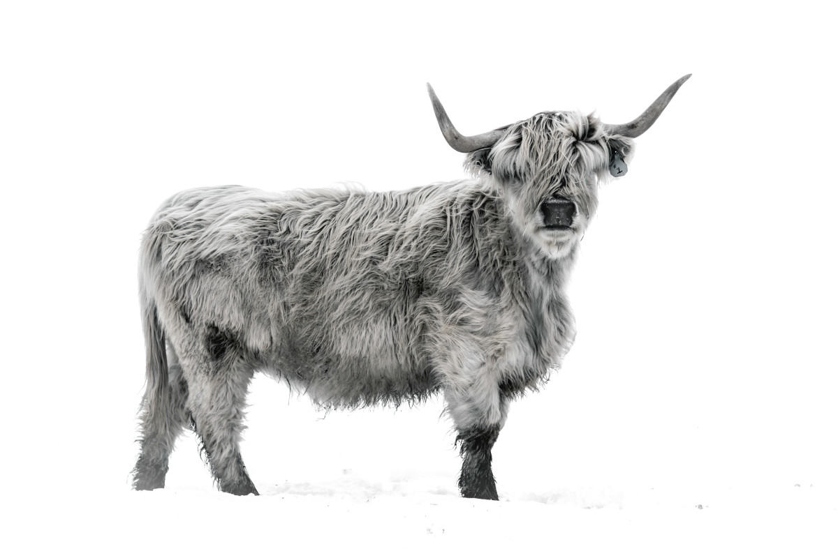 Highland Cattle II 8/20 40X55" by Guadalupe Laiz | Gallery Space 