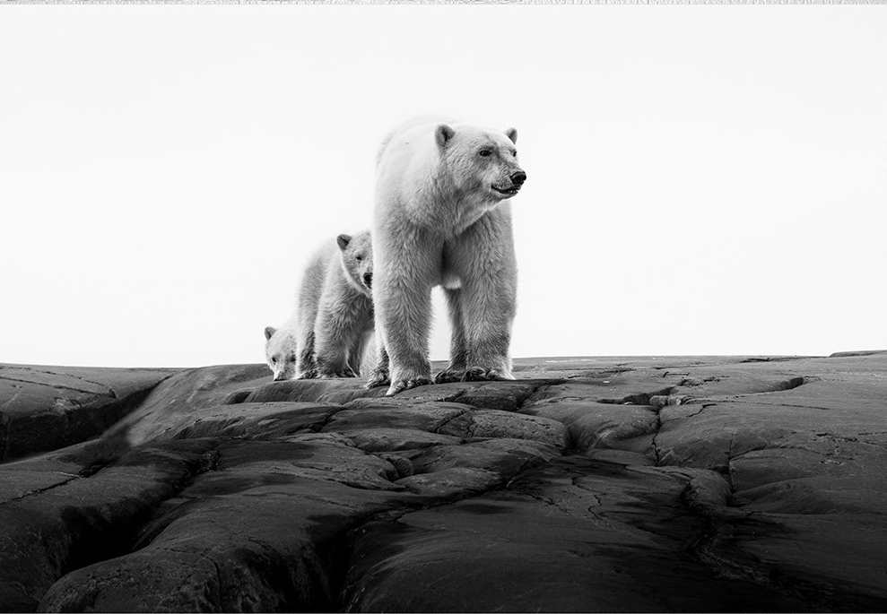 Leading the Way 1/12 40X60" by Guadalupe Laiz | Gallery Space 