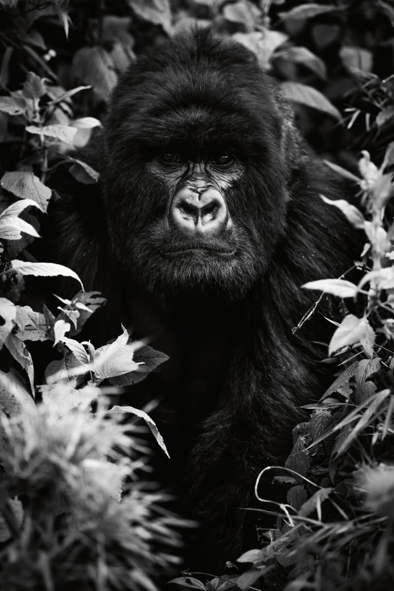 You Can Have Whatever You Can Dream Of  2/12 27.5X31.5" by Guadalupe Laiz | Gallery Space 