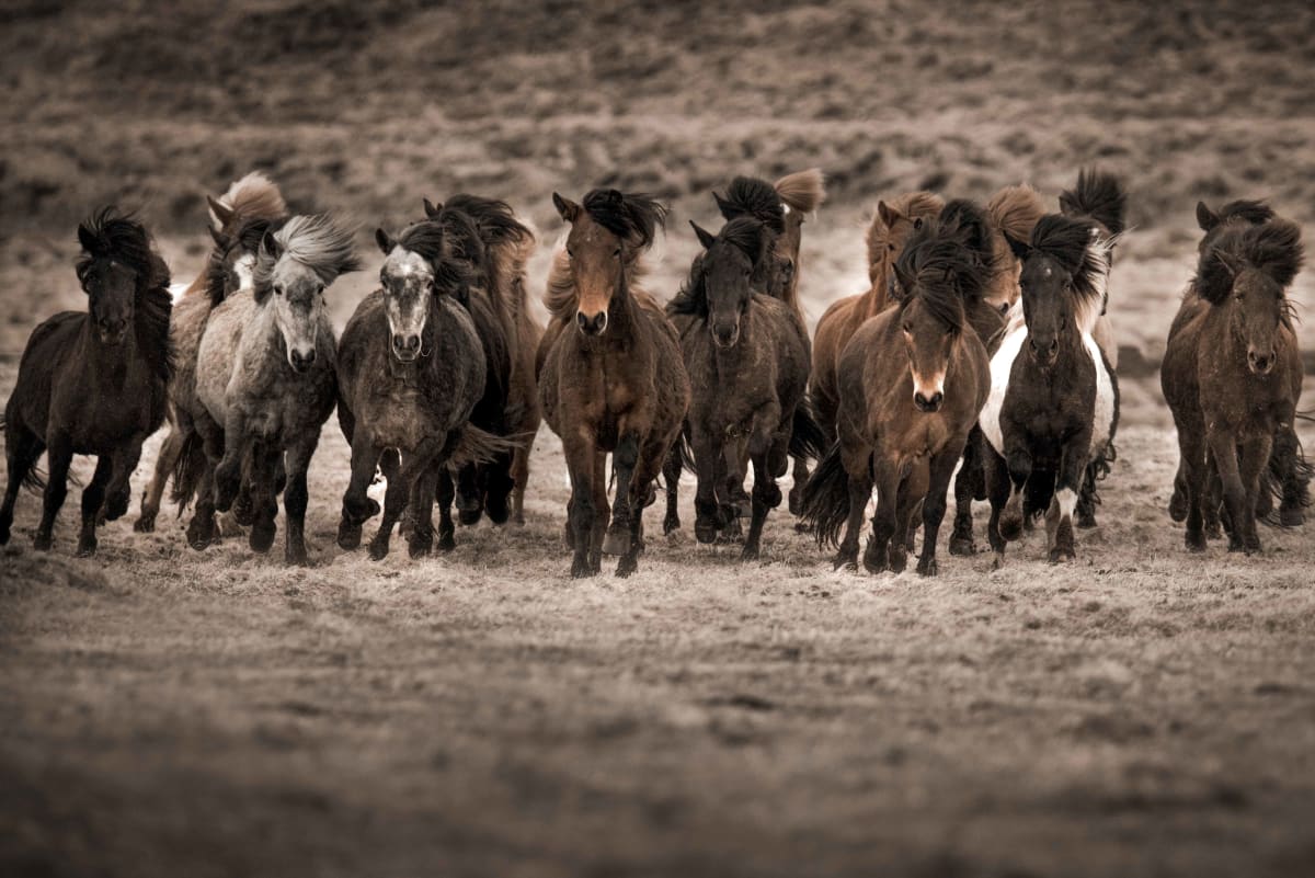 Races 4/20 by Guadalupe Laiz | Gallery Space, Image 1.