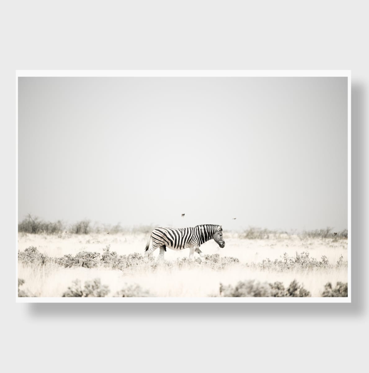 The Bird & The Zebra 1/12 24X36" by Guadalupe Laiz | Gallery Space 