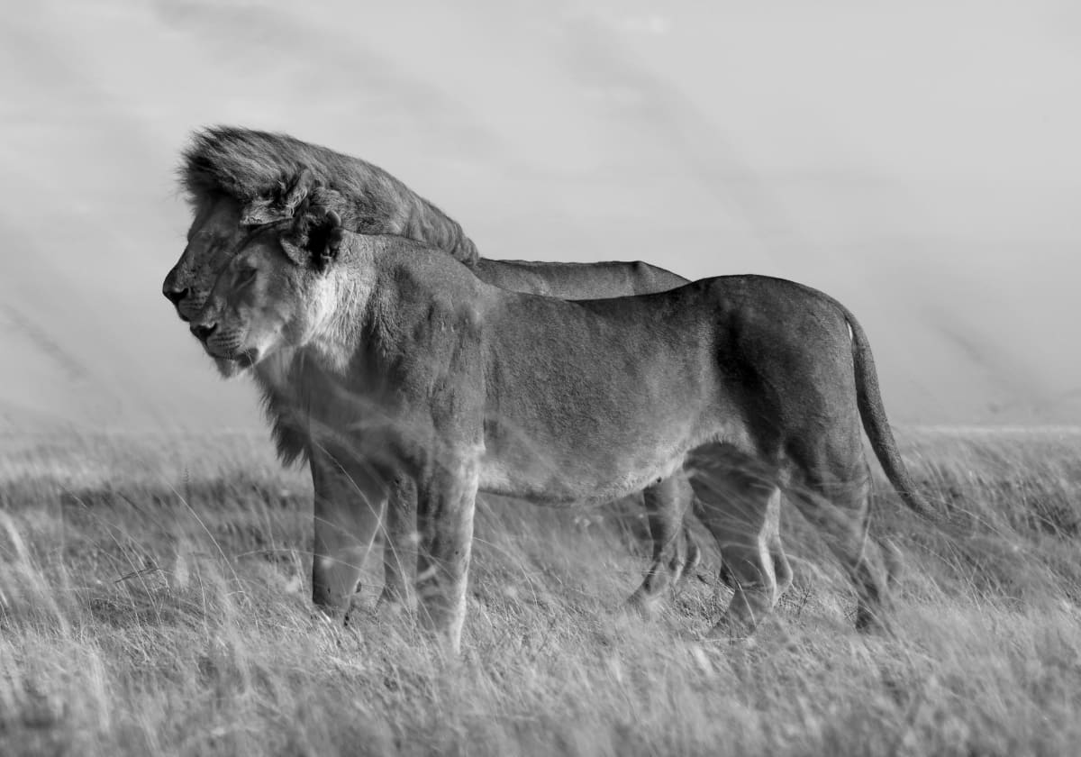 The Share 1/12 40X55" by Guadalupe Laiz | Gallery Space 